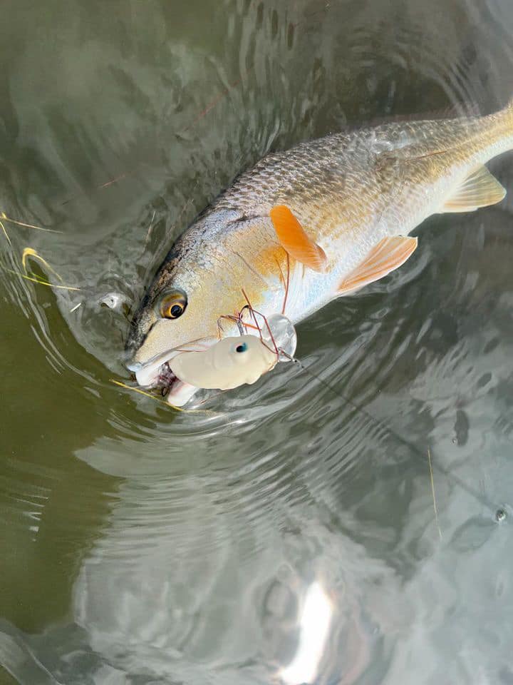 Mad Bone Wake bait