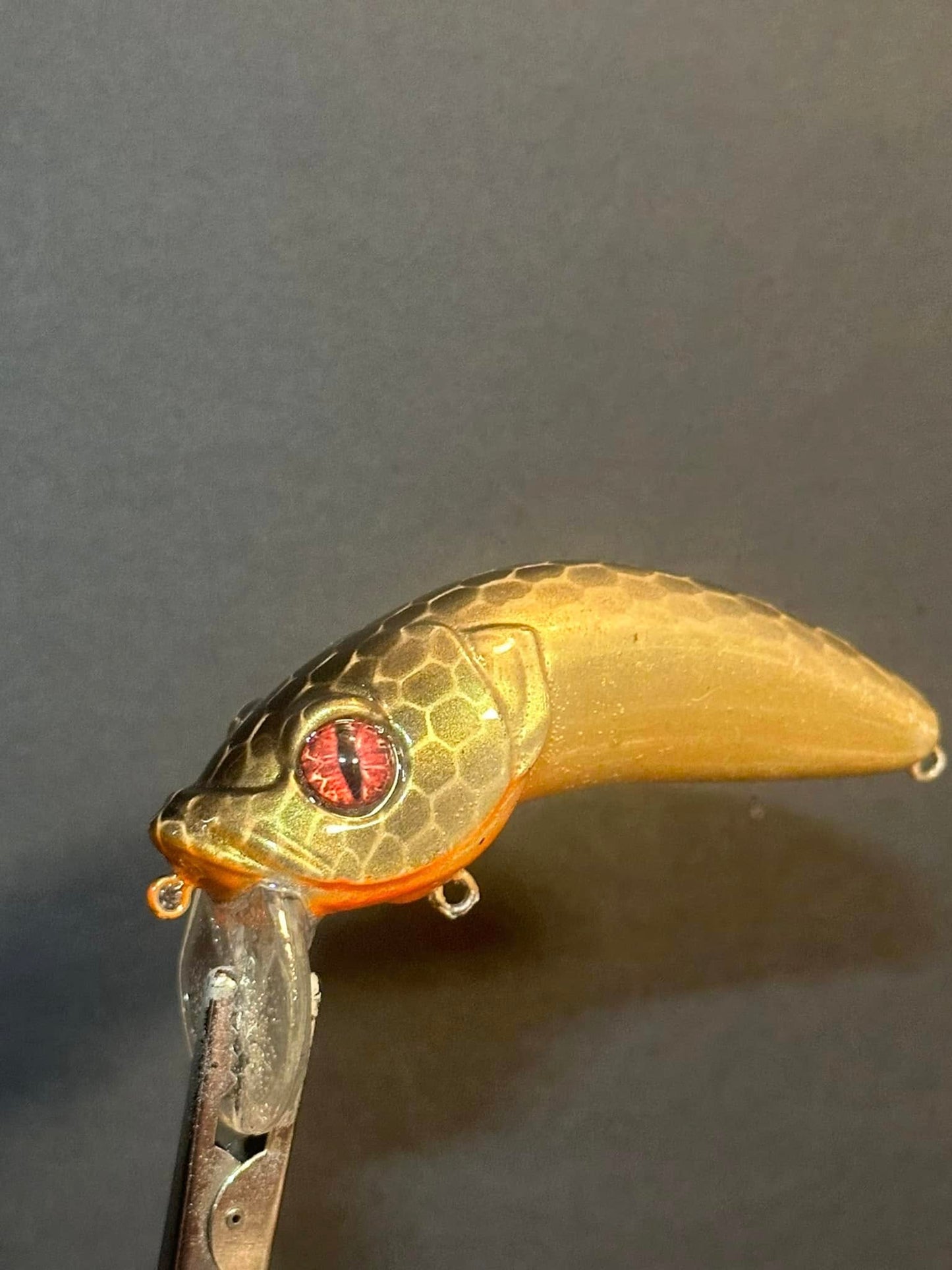 Golden Roach